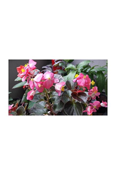 BİORGANİX Yağlı Begonya Çiçeği Begonia Thurstonii 10-20 cm