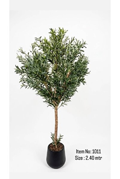 Plantora Olive Tree