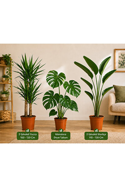 Yades 3'lü Salon Bitkisi Seti | 2 Gövdeli Yucca 100-120 cm + Monstera Deve Ta...