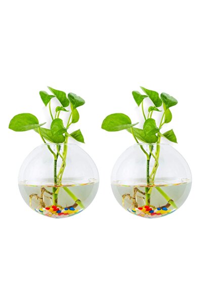 NO BRAND Ghiveci de flori din sticlă incoloră Glasseam 5 cm X 10 X 12 cm