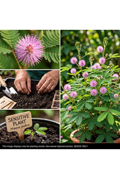 Bloom & Sow Seed بذور