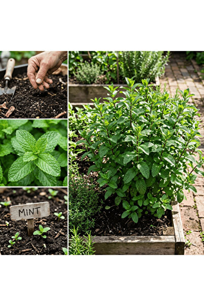 Bloom & Sow Seed بذور النعناع - صالحة للأكل، سهلة الزراعة على مدار العام؛ منا...