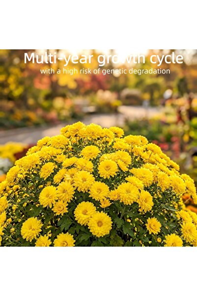Bloom & Sow Seed بذور أقحوان الخريف الأصفر ذو الزهر المزدوج - أقحوان صغير متع...