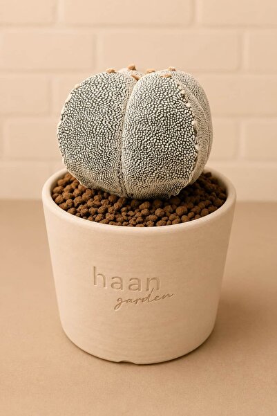 haan garden Astrophytum myriostigma cv. Onzuka Kaktüs