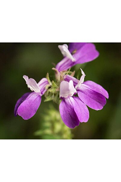 Bloom & Sow Seed بذور نبات الكولينسيا هيتروفيللا (الزهور الصينية) - زهور سنوي...