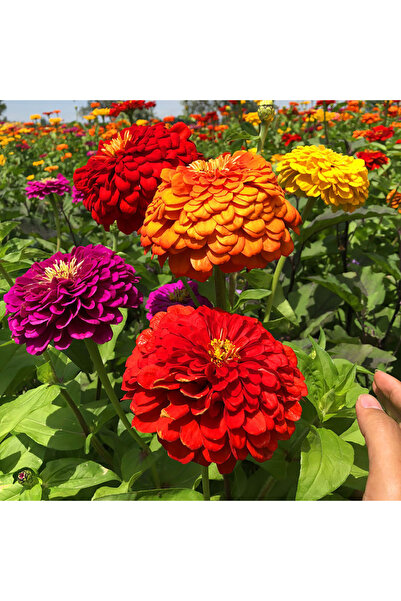 Bloom & Sow Seed بذور زينيا عملاقة مختلطة - زهور كبيرة متعددة الألوان للحدائق...