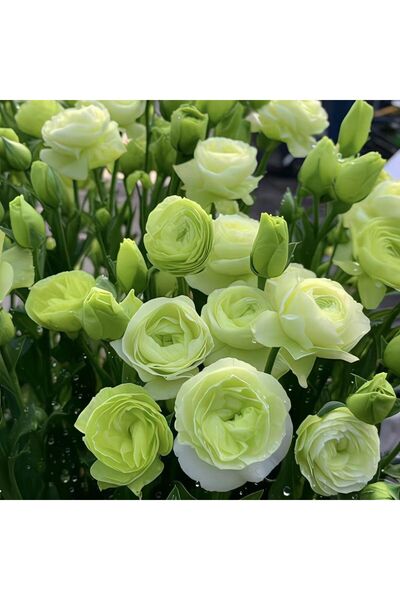 Bloom & Sow Seed Lime Green Ranunculus Asiaticus Tubers – Double Petal Cut Fl...