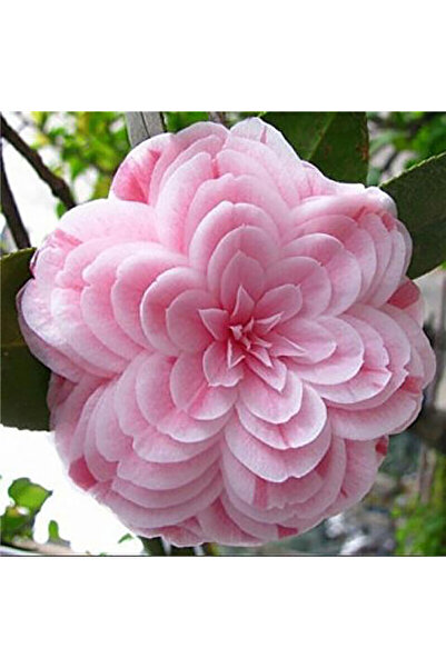 Bloom & Sow Seed Neat Rosette Shape Light Pink Camellia Seeds, Balcony Courty...