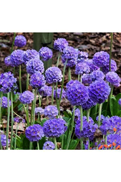Bloom & Sow Seed Violet Globe Primula Seeds, Hardy Perennial for Shade Garden...