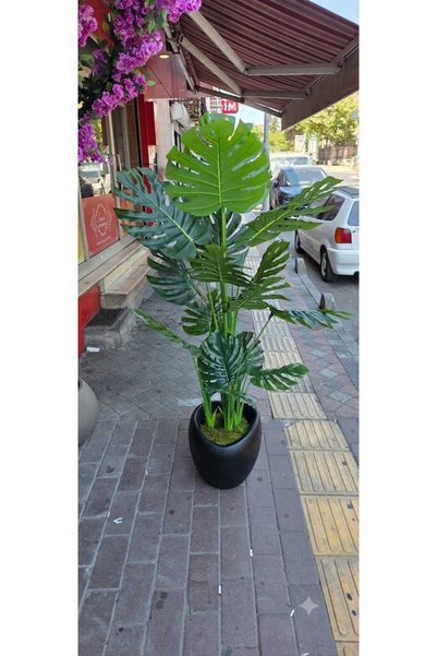 İremÇiçekçilik Siyah Hacimli Karbonfiber saksıda Deve Tabanı (Monstera) - 210 cm