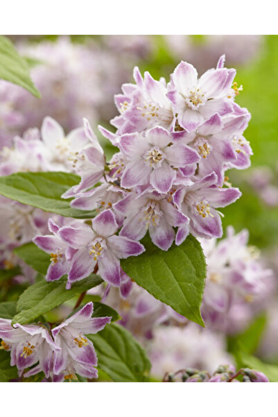 OEM Deutzia ‘Raspberry Sundae’