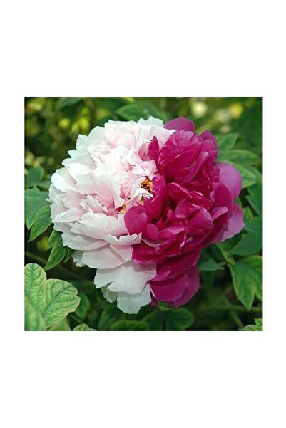 Bloom & Sow Seed Two‑Color Double Peony Tree Seeds, Perennial Hardy Shrub, fo...