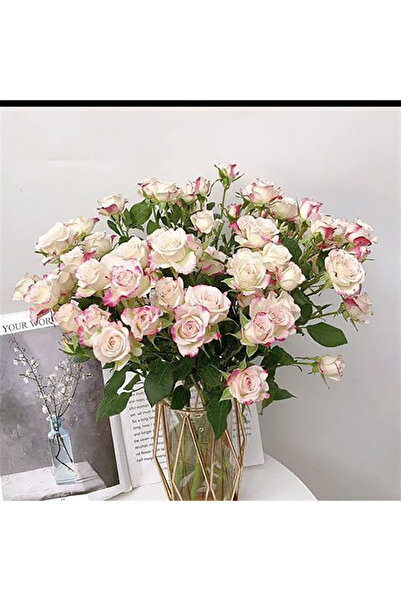 Bloom & Sow Seed White Base Pink Rim Spray Rose Seeds, Multiple Flowers Per S...