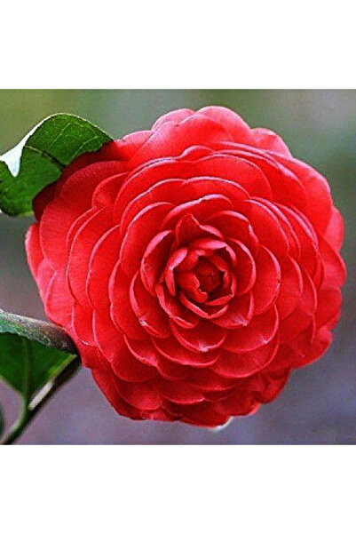 Bloom & Sow Seed Scarlet Full‑Double Camellia Seeds, Neat Layered Petals, for...