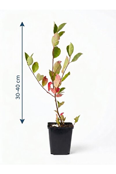 OEM Aronia Melanocarpa 'Nero' 30-40 cm – Arbust Fructifer Aclimatizat (Super-...