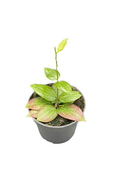 Eufloria Hoya fitchii Ø9cm