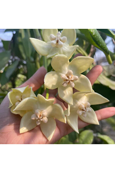 Eufloria Hoya imperialis sp. Palawan Ø12cm