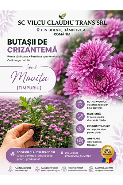 OEM Butași Crizanteme Moviță 5Buc