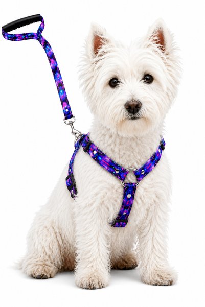 Angelapets New Bugs - Dog Collar and Walking Strap Set