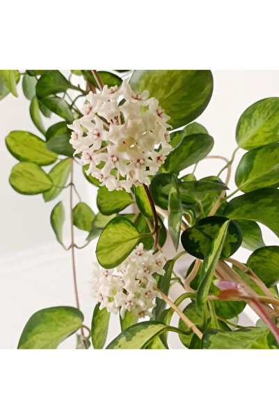 Eufloria Hoya australis 'Lisa' Ø9-Ø12εκ.