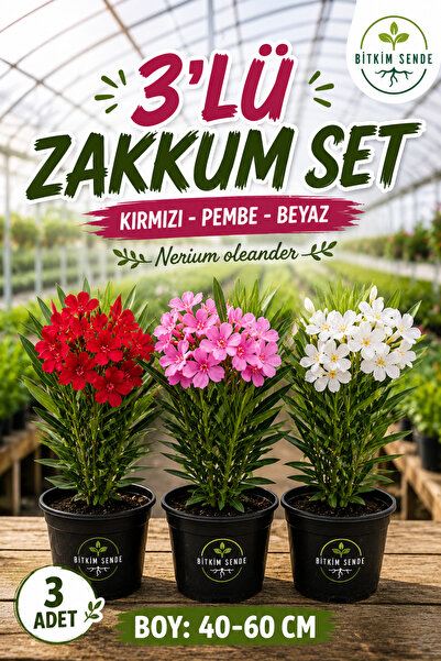 Bitkim Sende Kırmızı Zakkum+Pembe Zakkum+Beyaz Zakkum 3 ADET Saksılı Bahçe Çi...