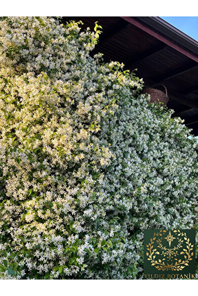 YILDIZ BOTANİK Arap Yasemini Sarmaşığı Kokulu Rhyncospermum Jasminoides 120-140 CM