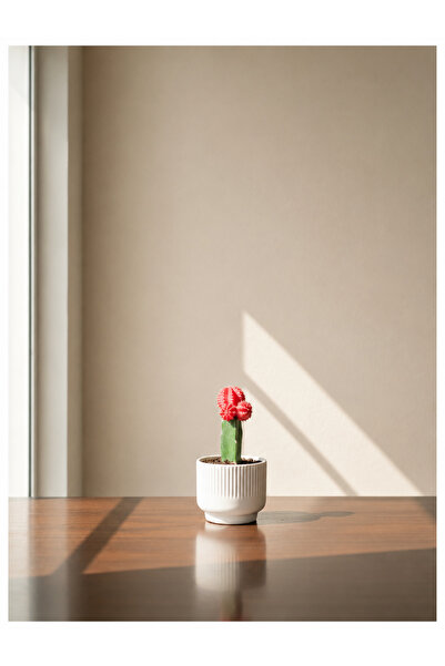 gardenkoala Moon Cactus (Ay Kaktüsü)