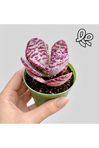 Le Bitki Atölyesi Kızıl Zebra Kalanchoe Humilis | Desenli Yapraklı Dekoratif ...
