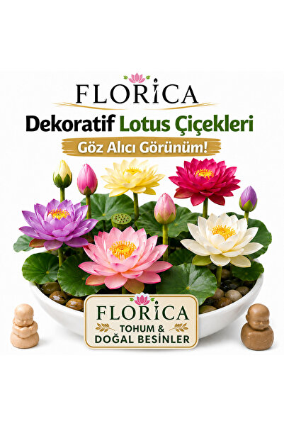FLORİCA TOHUM & DOĞAL BESİNLER Lotus Çiçeği Tohumu 5 Adet – Nilüfer Çiçeği To...