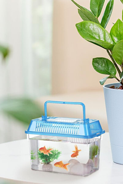 WOWMOMKIDS Taşınabilir Kulplu Mini Akvaryum Ve Fanus Mavi