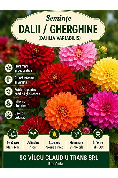 OEM Semințe Dalii / Gherghine (Dahlia Variabilis)