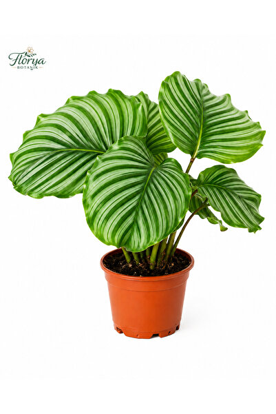 Florya Botanik Calathea Orbifolia Dua Çiçeği Kaletya 50-60 cm