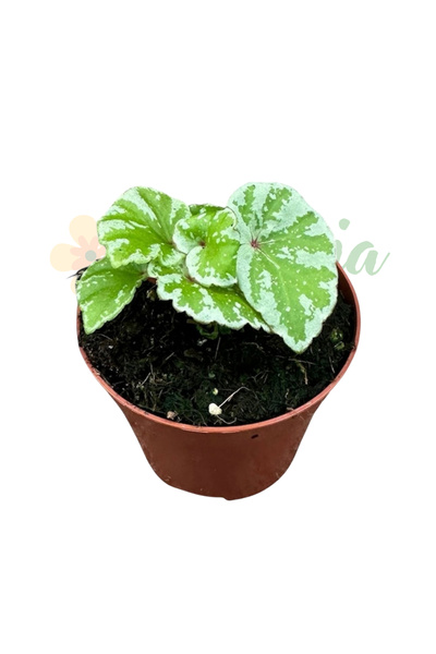 Eufloria Begonia 'Temuyuk Silver' Ø8cm