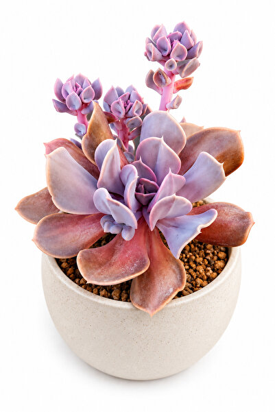 Mialys İthal Sukulent Echeveria ‘Valkyrie Trumpet’ Çiçek Açan Koleksiyonluk C...