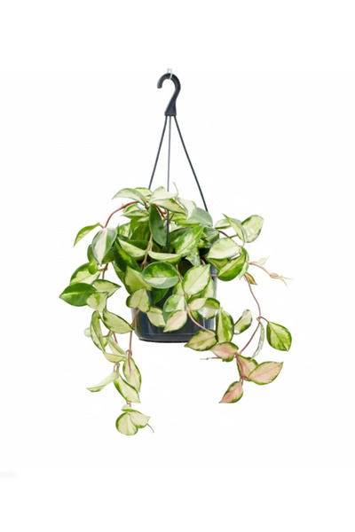 Generic Hoya Carnosa Princess Holland