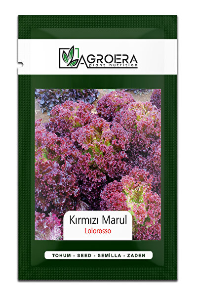 AGROERA Yerli Kırmızı Kıvırcık Marul Akdeniz Kıvırcığı Lolorosso