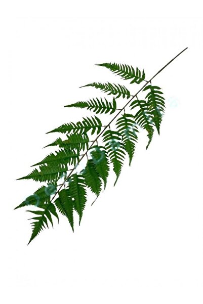 OEM Frunze Feriga 170 Cm