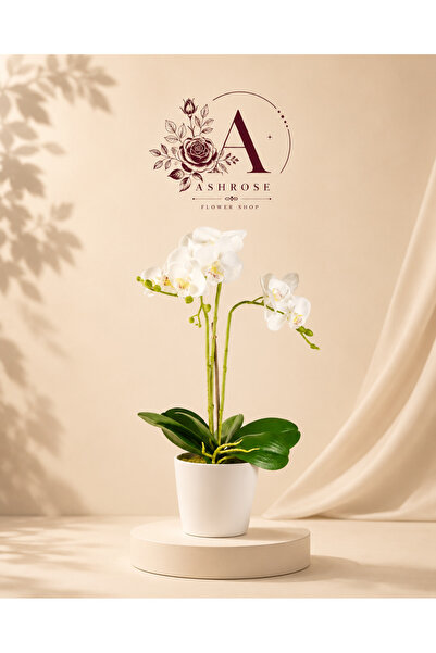 Nobrand Premium White Orchid with a Calming Touch