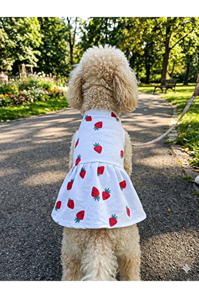 Köpek kıyafeti, kedi kıyafeti, pet kıyafet