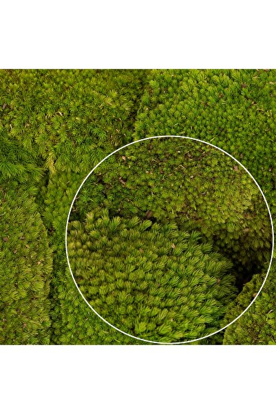 Roberto Rossi Muschi conservati bombati 185g cu acoperire 0,144mp. verde desc...