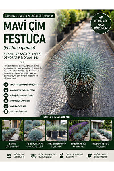 FİDANKÖY Mavi Çim Festuca (Festuca Glauca) Saksılı Dekoratif Peyzaj Bitkisi