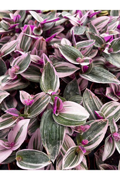 FİDEİSTE Tradescantia Nanouk (Pembe Telgraf Çiçeği) 5,5 cm Saksıda – Alacalı Yapraklı Sarkıcı Ev Bitkisi