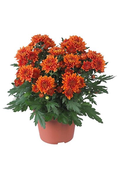 Bilgarden Özel Çeşit Cayman Orange Katlı Kasımpatı Krizantem Çiçeği Fidesi (1...