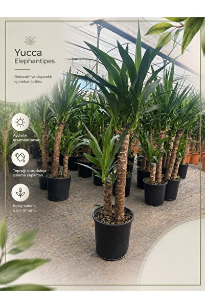 Yades Yucca Elephantipes İki Gövdeli Büyük Boy Canlı Salon Çiçeği Avize Ağacı