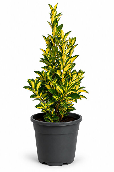 Rosemary Garden Canlı Alacalı Gold Taflan Bitkisi 40-50 cm 5 Litre Büyük Saks...