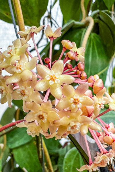 OEM Hoya Latifolia Pot of Gold, planta naturala