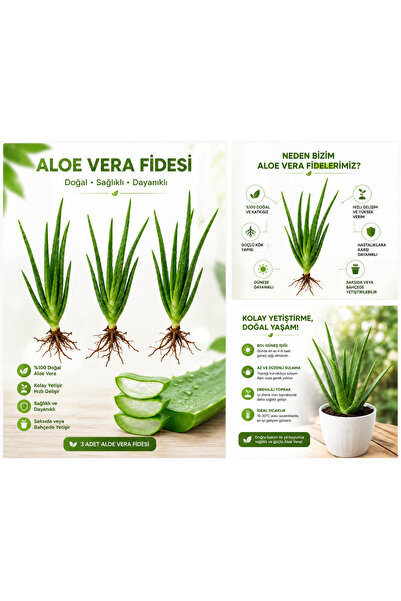 FantomAmour 3 Adet Aloe Vera Fidesi (Aloe Barbadensis Miller) Sarı Sabır Canl...