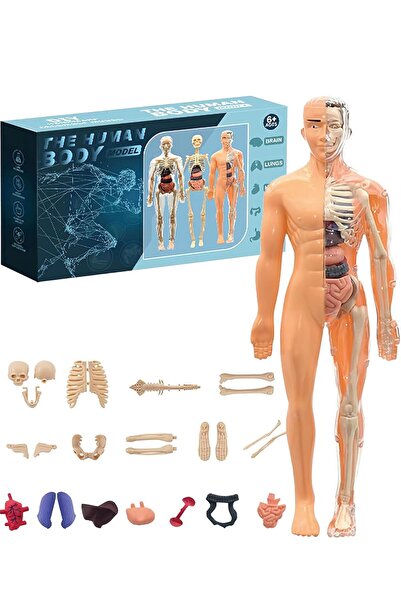 Arabest Skeleton Model Transparent Human Body Structure for Education
