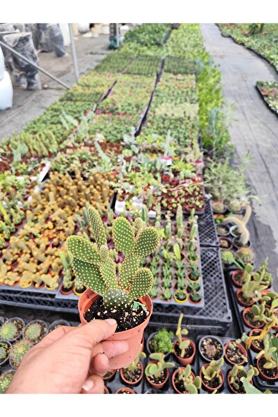 bitkidünyam Opuntia Tavşan Kulağı Kaktüsü Canlı Küçük Boy Üretim Saksıda Ev O...