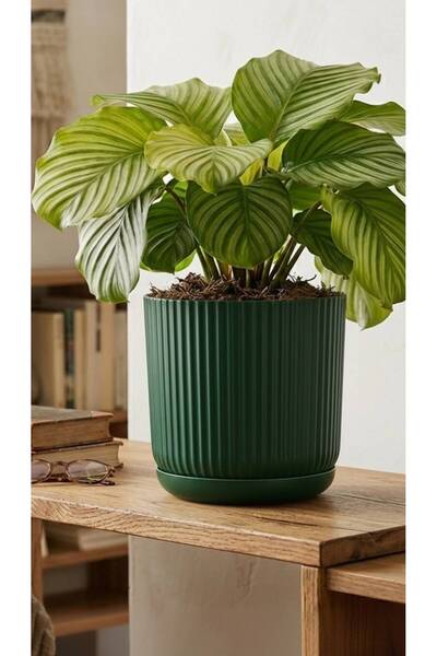 Bliss Lotus Kendinden Tabaklı 5 Litre Saksı Dekoratif Plastik Çiçek Saksısı M...